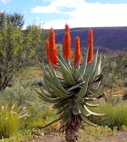 karoo aloe